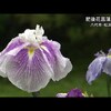 松浜軒の肥後花菖蒲が見頃【熊本】    