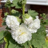 Hollyhocks