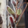 「佐久の季節便り」、「雨水」が終わり、草木萌動（そうもくきざしうごく）…。