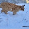 モグラの一言