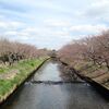 今年の桜　☆ライブ情報あり