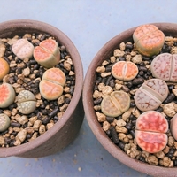 リトープスの花はいつ咲くの オリーブ好きレッサーパンダ