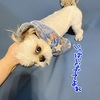 今日のお留守番は寂しさMAXだったみたい(^^;)