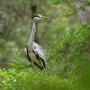 野鳥撮影物語…大泉緑地公園２０２４．１０．２０