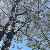 きなこ、雨間に散歩する