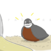 大爺さんに放鳥はいらないかもしれない （とくに冬場） #ヒメウズラ