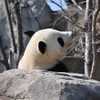 🐼パンダに会いたくなって❗️