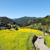 【旅行】徳島　神山～江田の棚田：山一面の菜の花畑、氷瀑：神通の滝～