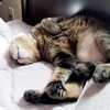 飼い主のマネをしてる？