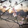 梅と夕陽（１）～つくば市とその周辺の風景写真案内（９９７）