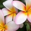 手放し＆浄化をまとめて行う、便利な言葉