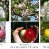 リンゴ４　　りんごは，バラ目 Rosales，バラ科 Rosaceae，サクラ亜科 Amygdaloideae，リンゴ連 （ナシ連 ），リンゴ属 ，  セイヨウリンゴ M. pumila．原種であるM. sylvestrisや交雑したM. sieversii　などの野生種は英語でcrab applesと呼ばれています．クラブりんごは，実は小粒で酸味が強いため，食用には適さず，美しい花を観賞するのが一般的．花を愛でるリンゴ属植物「海棠」も英語ではcrab appleの一品種とされています．