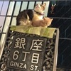 「銀座とねこ」不思議な組み合わせに思わずパシャリ！