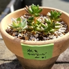朝顔とぷくぷく多肉そだて🌵