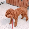 【犬の散歩】小型犬の理想的な散歩時間や注意点を紹介