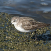 近所の県に鳥を見に行った日記（２０２２　０２１０）その３。