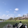 青空になったのでいつもの河原で桜を見ながら焚き火をしてきました