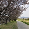 桜散り始めました。水路にはカルガモがいます。