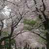 今日の桜は、松戸・21世紀の森と緑の広場、