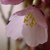 桜の花