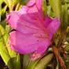 その花を咲かせるもの、あの空の色を変えるもの、季節をめぐらすもの。