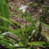 Iris japonica　シャガ