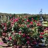 長岡丘陵公園　コスモスと薔薇