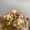 セファロタス成長記録=2026/7月19日 #食虫植物 #セファロタス #icos #著作権無料 #BGM