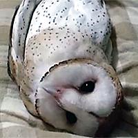 メンフクロウとは 動植物の人気 最新記事を集めました はてな メンフクロウとは 動植物の人気 最新記事を集めました はてな
