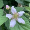 ヤコブ物語（１２）「父の悲しみ」