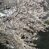 満開