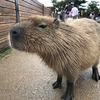 【栃木】けものフレンズとコラボも！那須どうぶつ王国に行ってきたよ【カピバラ天国】
