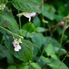 白露の三辻の森遊山　草の花
