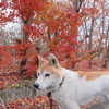 犬と紅葉の見納め