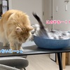 ぺろぺろ仲良しシーンだと思ったらバチバチしていた兄妹猫