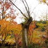 京都紅葉の旅　～圓光寺を堪能～