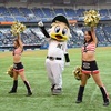 QVCマリンスタジアムで観戦！フィールドウイングシートで選手とハイタッチ！