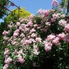 薔薇を見に。