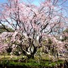 #六義園#桜#令和