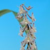 Bulbophyllum lindleyanum