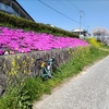 瀬野川の桜。