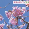 南阿蘇村で春の訪れ　桜の名所で花見を満喫【熊本】