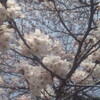 玉造りの桜を見に行きました