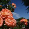 南陽のバラまつり＜後編＞（双松バラ園～熊野大社：山形県南陽市）