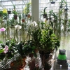 遠心式加湿器が蘭栽培温室の湿度調整で活躍中