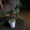 観葉植物を置いてみた