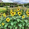 阪神西宮｜「東三公園」で色鮮やかなひまわりに囲まれてお散歩♫