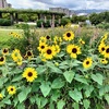 阪神西宮｜「東三公園」で色鮮やかなひまわりに囲まれてお散歩♫