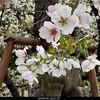 ４月２１日（日）昨日の観桜最高、同級生健康麻雀一人勝ち、わが家の花園最高