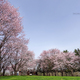 清水公園の桜